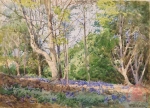 Bluebells in Reigate Park