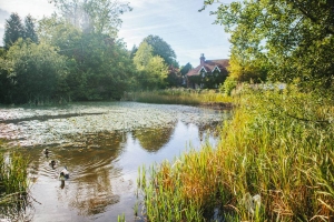 Elmore pond, Chipstead